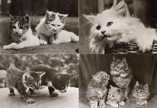 AK - Posten, 47 s/w Karten, Thema Katzen, 1970er - 1980er