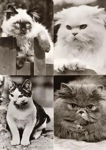 AK - Posten, 47 s/w Karten, Thema Katzen, 1970er - 1980er