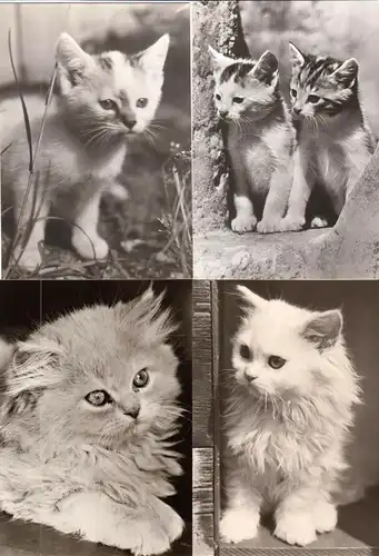 AK - Posten, 47 s/w Karten, Thema Katzen, 1970er - 1980er
