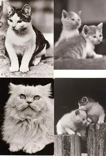 AK - Posten, 47 s/w Karten, Thema Katzen, 1970er - 1980er