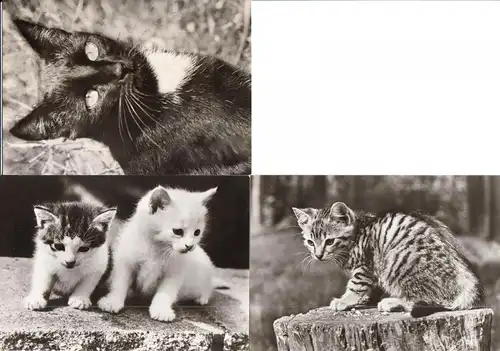 AK - Posten, 47 s/w Karten, Thema Katzen, 1970er - 1980er