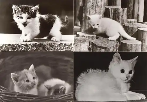 AK - Posten, 47 s/w Karten, Thema Katzen, 1970er - 1980er