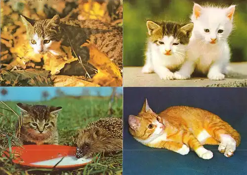 AK - Posten, 80 Colorkarten, Thema Katzen, 1970er - 2000er