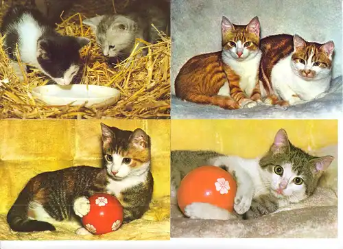 AK - Posten, 80 Colorkarten, Thema Katzen, 1970er - 2000er