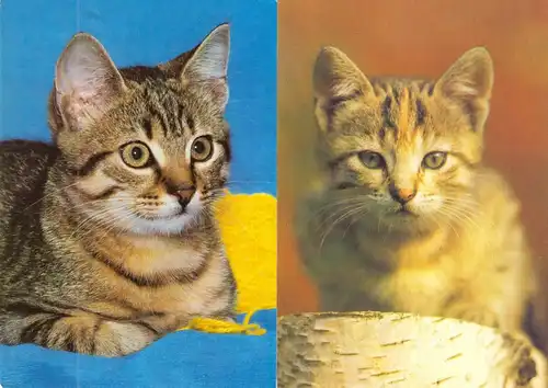 AK - Posten, 80 Colorkarten, Thema Katzen, 1970er - 2000er