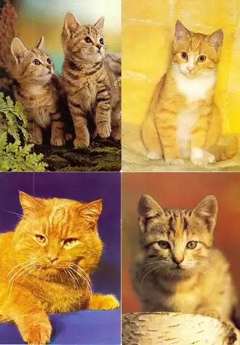 AK - Posten, 80 Colorkarten, Thema Katzen, 1970er - 2000er