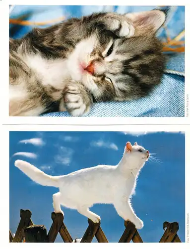 AK - Posten, 80 Colorkarten, Thema Katzen, 1970er - 2000er