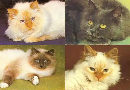 AK - Posten, 80 Colorkarten, Thema Katzen, 1970er - 2000er