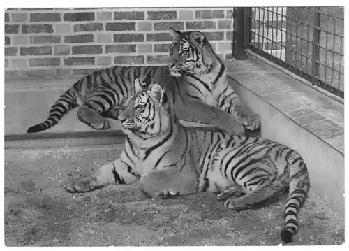 AK, Schwerin, Zoologischer Garten, Sibirische Tiger, 1984