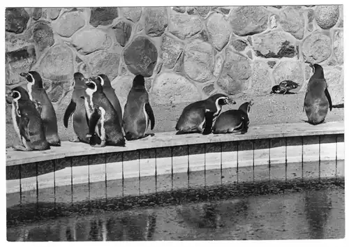 AK, Schwerin, Zoologischer Garten, Humboldtpinguine, 1984