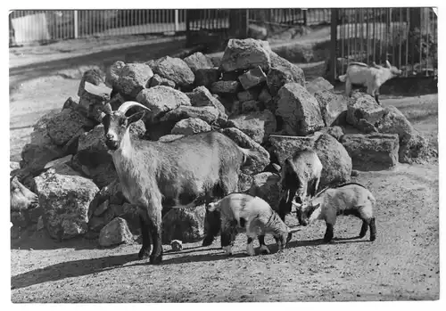 AK, Schwerin, Zoologischer Garten, Zwergziegen, 1986