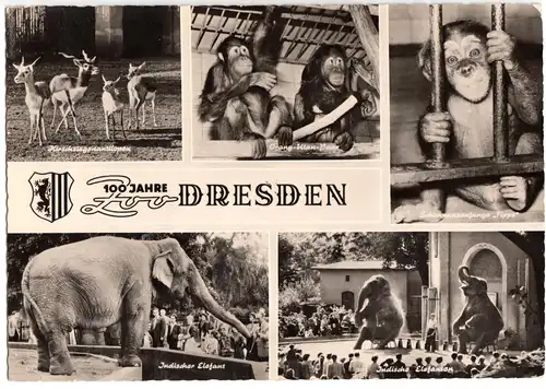 AK Großformat, 21 x 15 cm, Dresden, 100 Jahre Zoo, fünf Abb., 1961