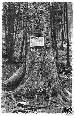 AK, Hohegeiß Hochharz, Dicke Tannen, 1957