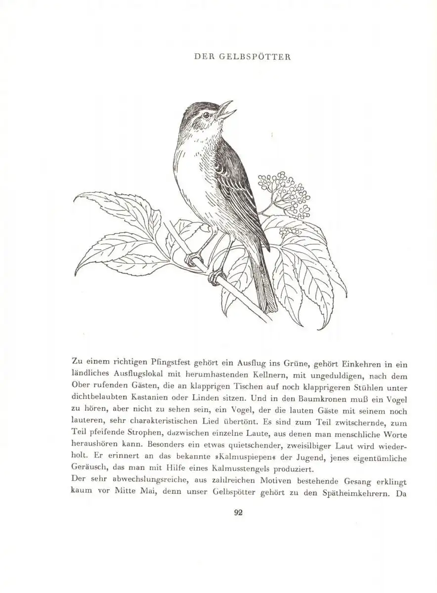 Schälow, E.; Wendland, Dr. V.; Sang da nicht die Nachtigall?, Vogelbuch, 1964