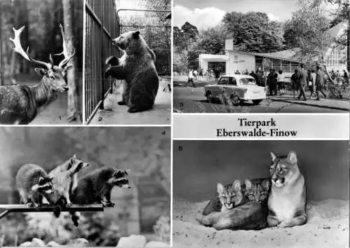 AK, Eberswalde - Finow, Tierpark, fünf Abb., 1981