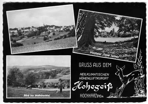 AK, Hohegeiß Hochharz, drei Abb., gestaltet, 1962