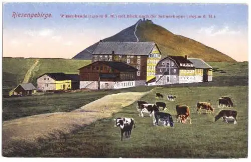 AK, Riesengebirge, Krkonoše, Wiesenbaude und Scheekoppe, 1919