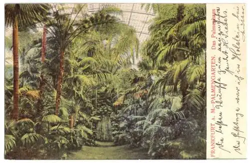 AK, Frankfurt Main, Palmenhaus, Innenansicht, 1905