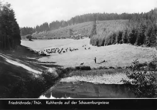 Ansichtskarte, Friedrichroda Thür. Wald, Kuhherde auf der Schauenburgwiese, 1967