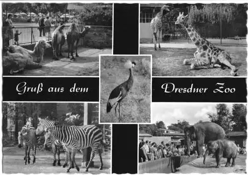 Ansichtskarte, Dresden, Gruß aus dem Dresdner Zoo, fünf Abb., gestaltet, 1968