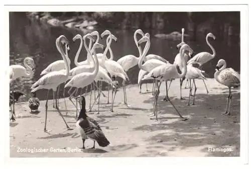 Ansichtskarte, Berlin Tiergarten, Flamingos im Berliner Zoo, um 1936