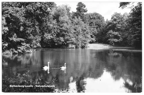 AK, Rothenburg Lausitz, Naturschutzpark, 1964