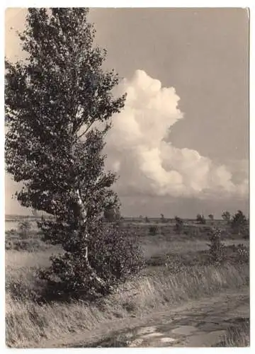 Foto im AK-Format, Insel Hiddensee, Landschaft auf Hiddensee, um 1970