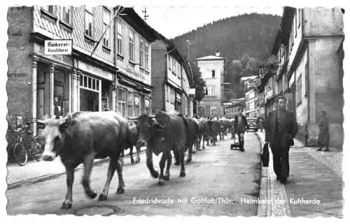 Ansichtskarte, Friedrichroda Kr. Gotha, Straßenpartie, belebt, Heimkehr der Kuhherde, 1956