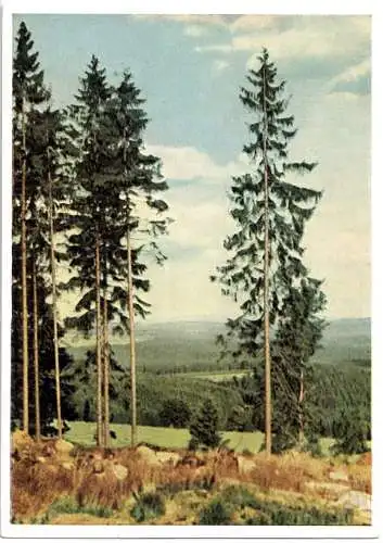 AK, Waldpartie, Thüringen?, früher DDR - Farbdruck, 1957