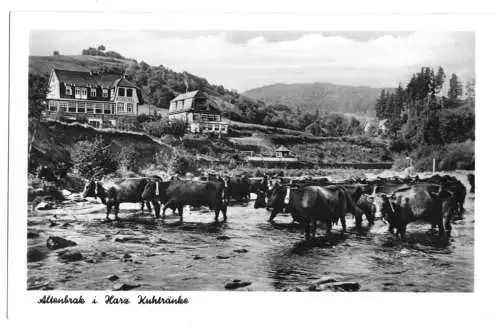 AK, Altenbrak Harz, Kuhtränke mit Rinderherde, 1957