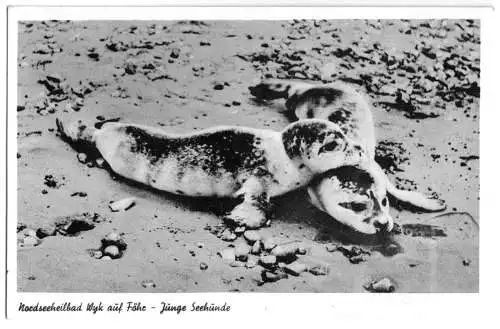 Ansichtskarte, Wyk auf Föhr, Junge Seehunde, um 1955