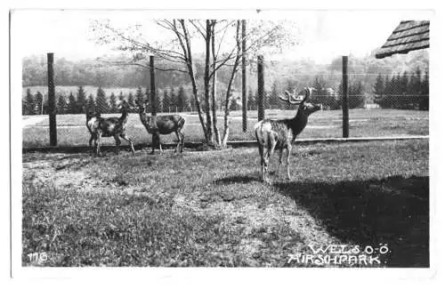 AK, Wels, Partie im Hirschpark, ca. 1936