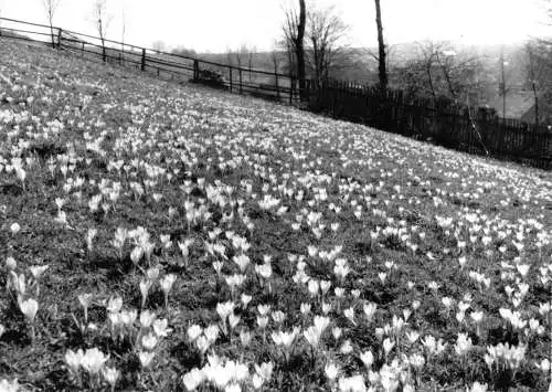 AK, Drebach Erzgeb, Krokusblüte, Echtfoto, Handabzug, um 1980