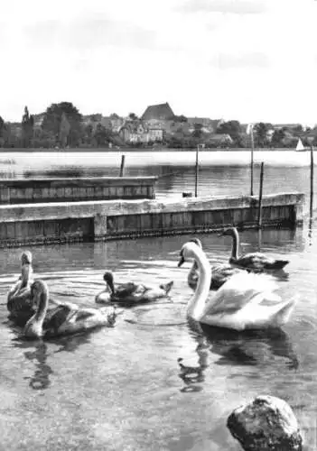 AK, Prenzlau, Am Unteren Uckersee, 1963