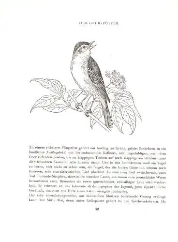 Schälow, E.; Wendland, Dr. V.; Sang da nicht die Nachtigall?, Vogelbuch, 1964