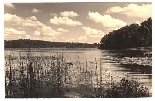 AK, Neuglobsow Kr. Gransee, Partie am Dagowsee, 1960