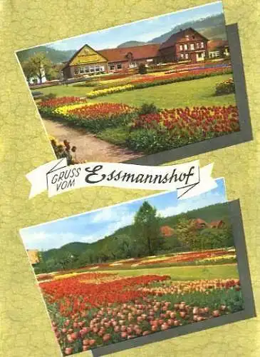 Ansichtskarte, Deckbergen, "Essmannshof", Tulpenschau, ca. 1969