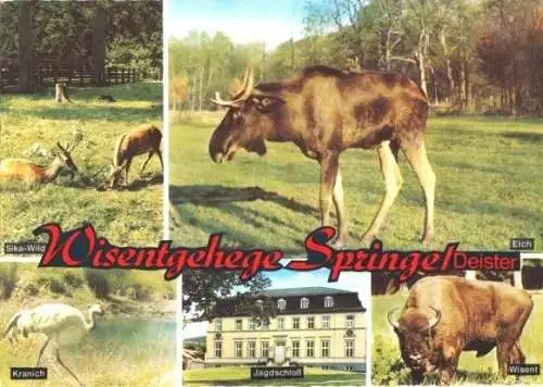 Ansichtskarte, Springe Deister, Wisentgehege, 5 Abb., 1969