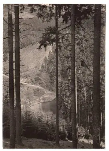 AK, Ilmenau Thür. Wald, Blick ins Schortetal mit Knöpfelstaler Teich, 1967