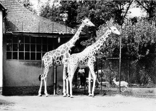 Ansichtskarte, Dresden, Zoo Dresden, Giraffenanlage, 1971