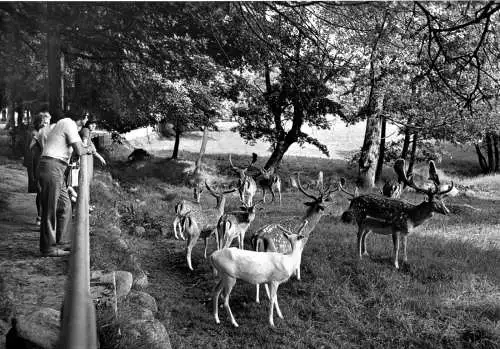 AK, Putbus Rügen, Im Wildgehege, belebt, 1982