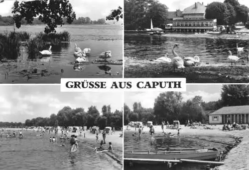 AK, Caputh Kr. Potsdam, vier Abb., 1984