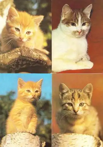 AK - Posten, 80 Colorkarten, Thema Katzen, 1970er - 2000er