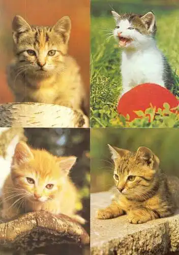 AK - Posten, 80 Colorkarten, Thema Katzen, 1970er - 2000er