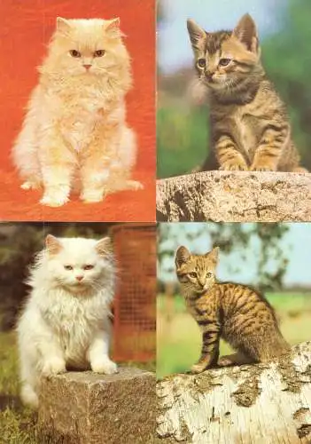 AK - Posten, 80 Colorkarten, Thema Katzen, 1970er - 2000er