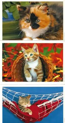 AK - Posten, 80 Colorkarten, Thema Katzen, 1970er - 2000er