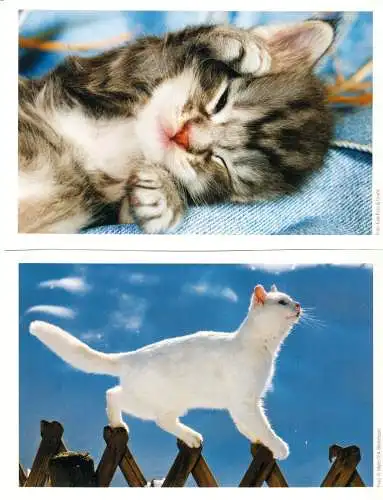AK - Posten, 80 Colorkarten, Thema Katzen, 1970er - 2000er