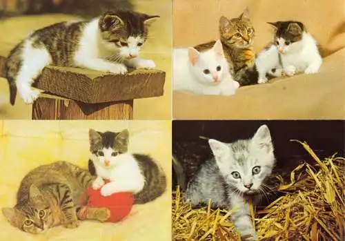AK - Posten, 80 Colorkarten, Thema Katzen, 1970er - 2000er