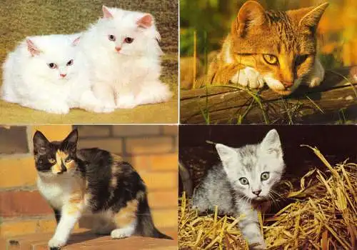 AK - Posten, 80 Colorkarten, Thema Katzen, 1970er - 2000er