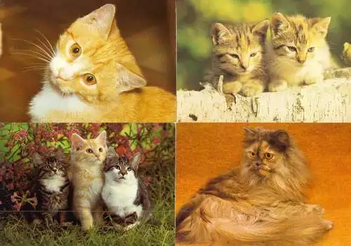 AK - Posten, 80 Colorkarten, Thema Katzen, 1970er - 2000er